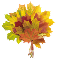 a bouquet of autumn leaves